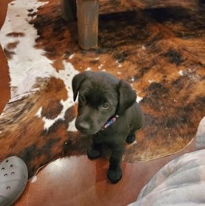 Meet your Posher, Misty